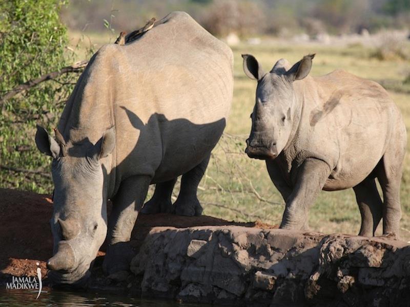 Jamala Madikwe Royal Safari Lodge Mochudi Екстер'єр фото