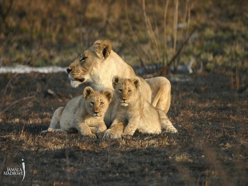 Jamala Madikwe Royal Safari Lodge Mochudi Екстер'єр фото